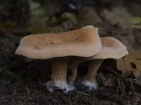 Roodbruine schijnridderzwam [Lepista flaccida]